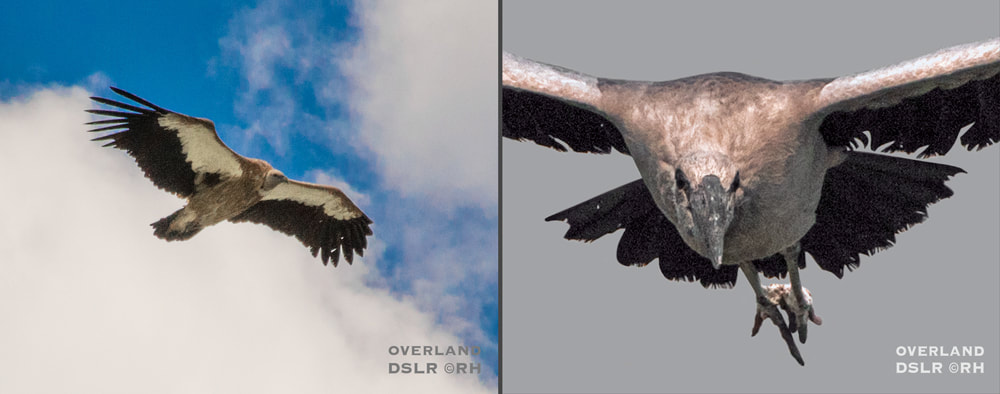 overland travel, wetlands, swamplands, birdlife regions, image snaps by Rick Hemi 