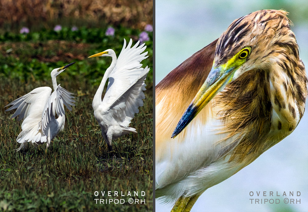 overland travel 2020s, wetland birdlife, tripod images by Rick Hemi