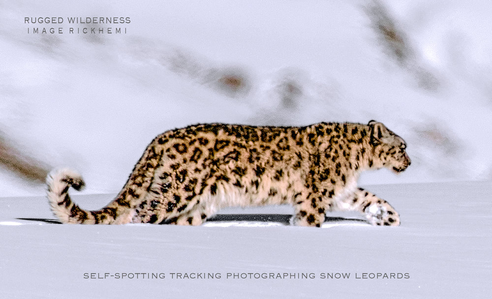 solo overland travel 2020s, Himalayan wilderness midwinter 2020s, DSLR snow leopard image by Rick Hemi