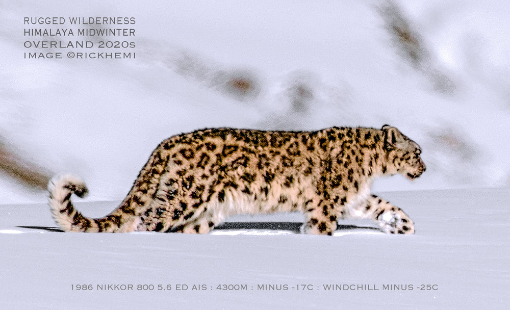 solo overland travel 2020s, isolated extreme environments 2020s, Himalayan snow leopard midwinter, DSLR image by Rick Hemi