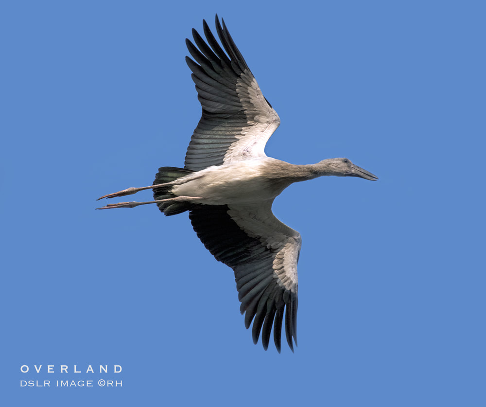 overland travel 2020s, migratory birds, DSLR image by Rick Hemi