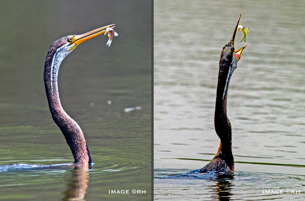 solo overland travel, wetlands, Anhinga (snakebird), DSLR images by Rick Hemi