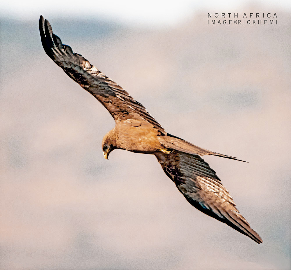 overland travel north Africa, kite in flight 