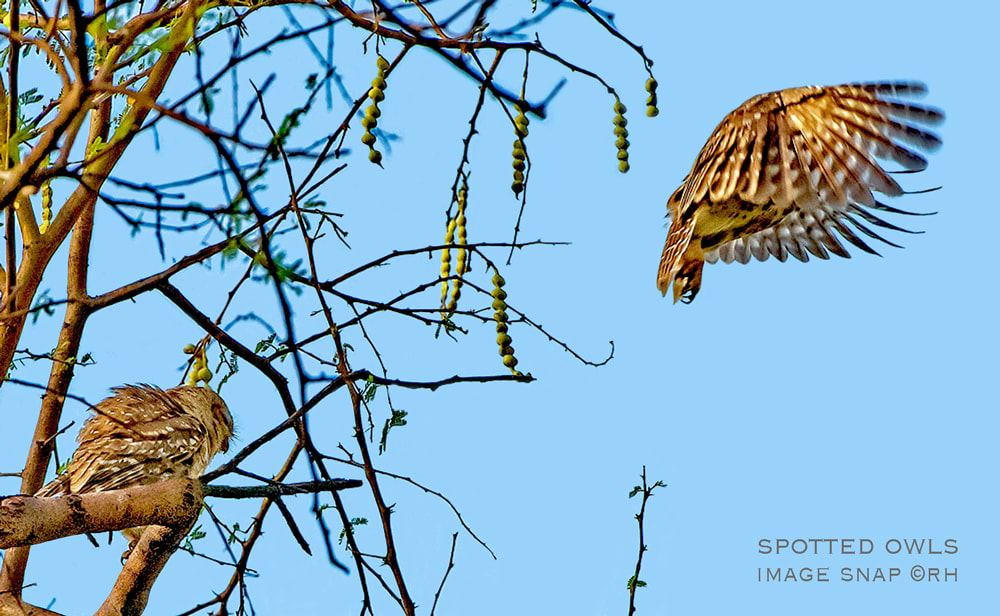 overland travel birdlife, spotted owls, image snap by Rick Hemi