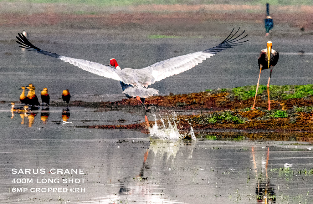 overland travel India, migratory birds, sarus crane take-off, wildlife India, image by Rick Hemi