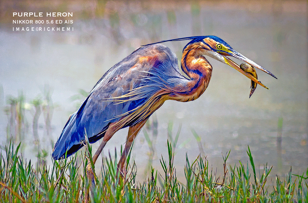 about page Rick Hemi, bird photography Asia wetlands, purple heron, image by Rick Hemi 