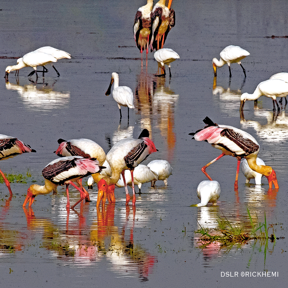 migratory birds wildlife wetlands image by rick hemi