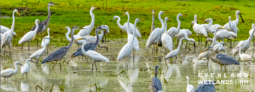 overland travel wetlands, migratory birds, image by Rick Hemi