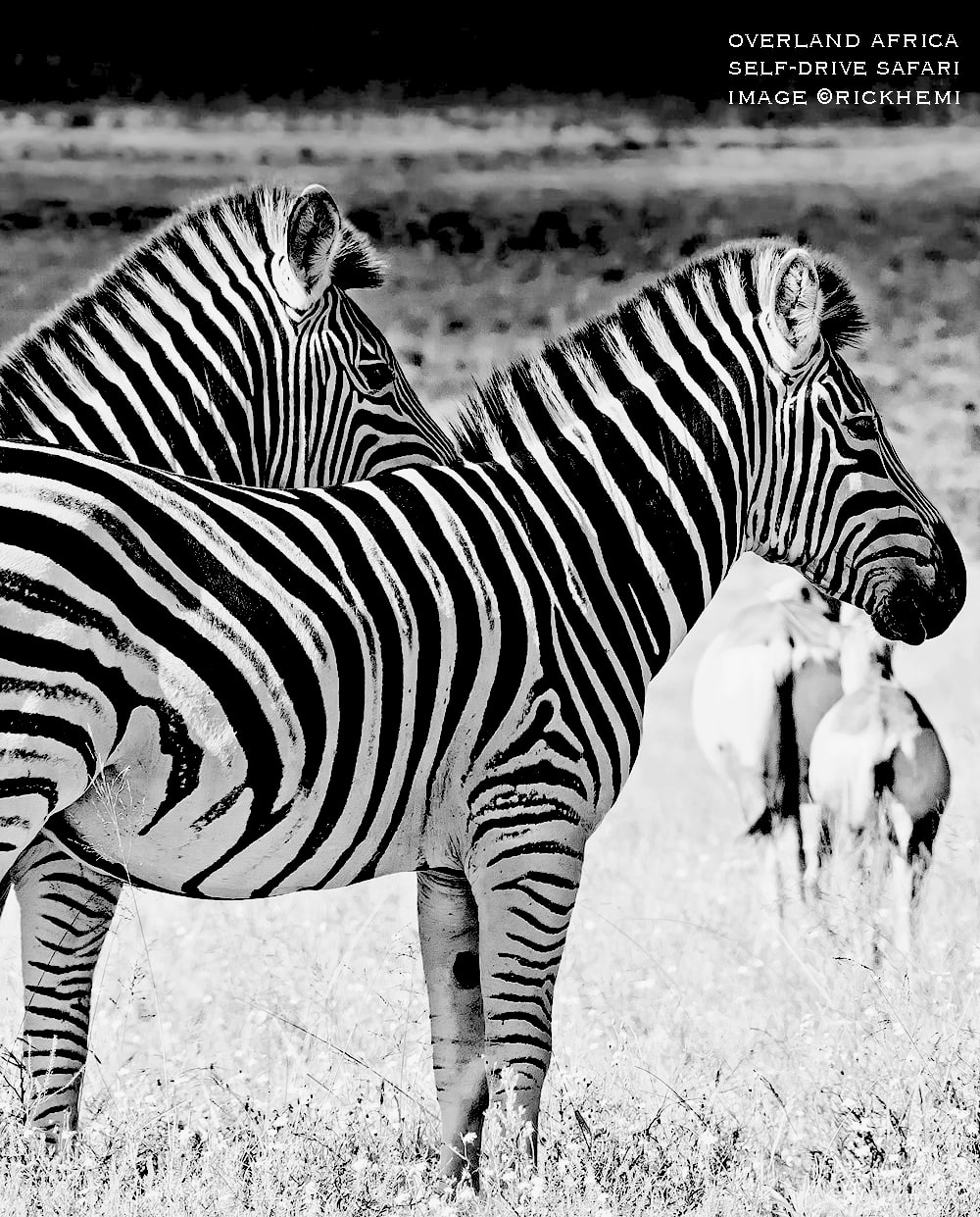 overland travel Africa, wildlife self drive safari image by Rick Hemi