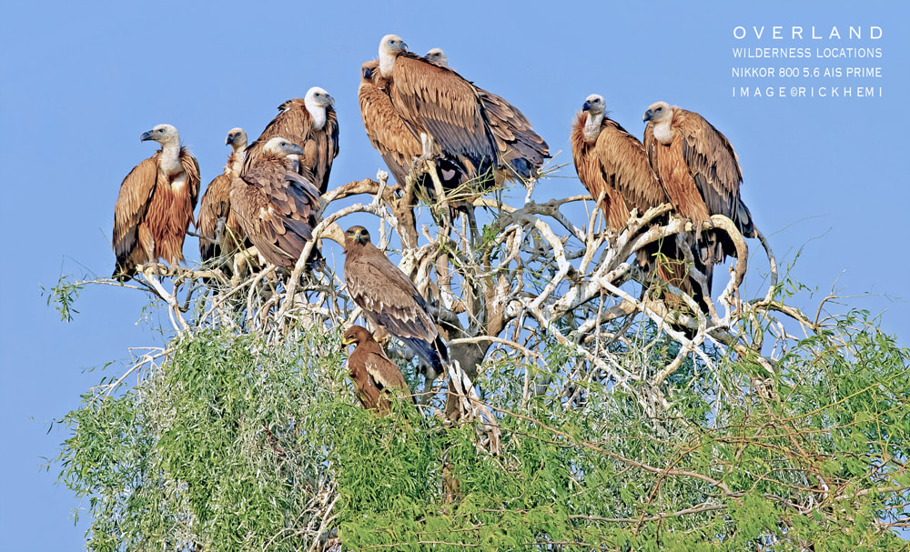 solo overland travel offshore, bird and wildlife, vultures and eagles, 800 5.6 ED AIS, 12MP D3S DSLR, image by Rick Hemi