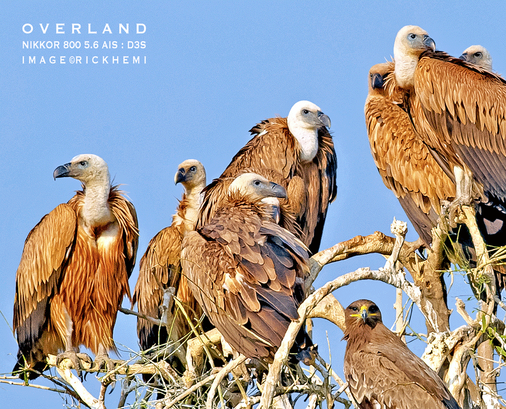 solo overland travel, isolated bird and wildlife regions, vultures and eagles, 800 5.6 ED AIS, 12MP D3S DSLR, image by Rick Hemi